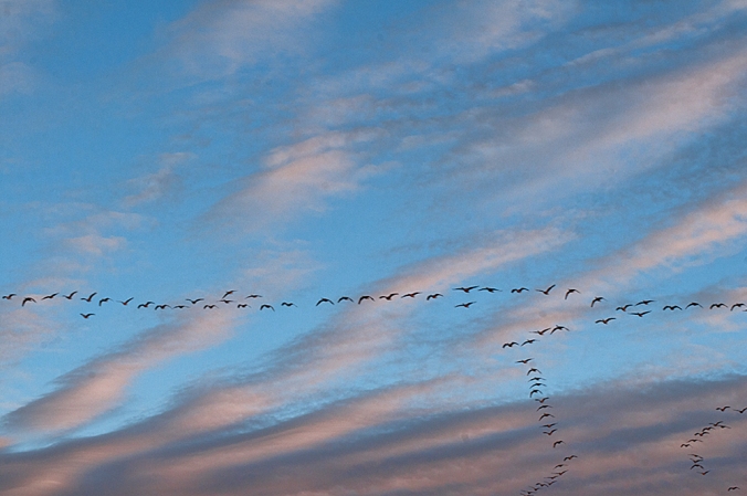 Canadian geese head north following the Missouri River.