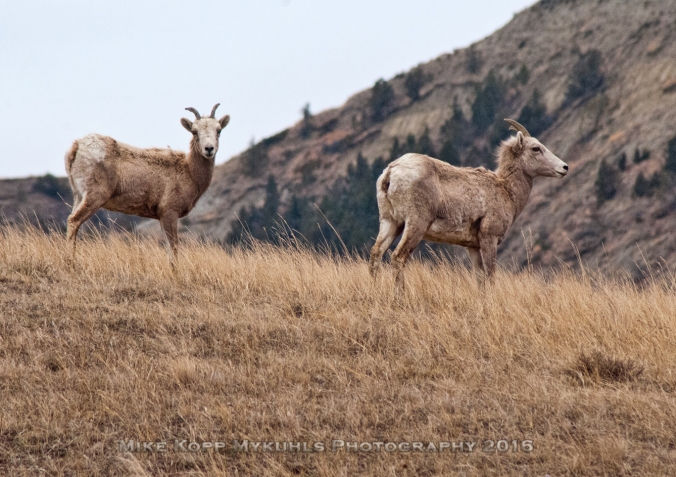 two-big-horn-sheep-on-a-hill-nearby-sig-small