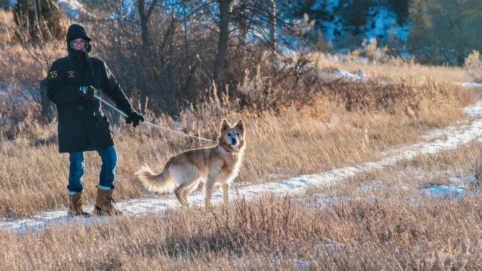 Winter-ready dogs love the chance to get out for some winter exercise