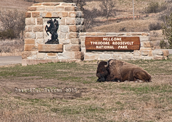 Bison roam freely at the Theodore Roosevelt National Park. They are not domesticated, so give them plenty of space.
